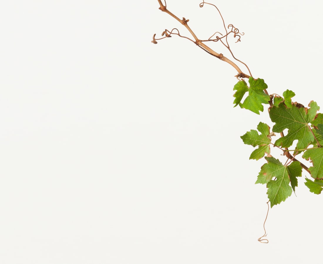 Takashi Tomo-oka, Grape 2, Budo, 2014