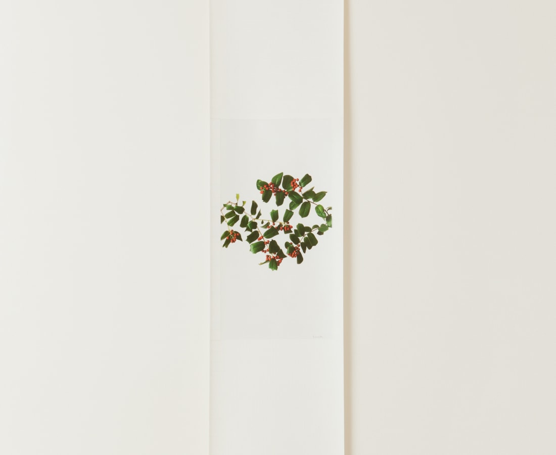 Takashi Tomo-oka, Christmas Holly , 2010