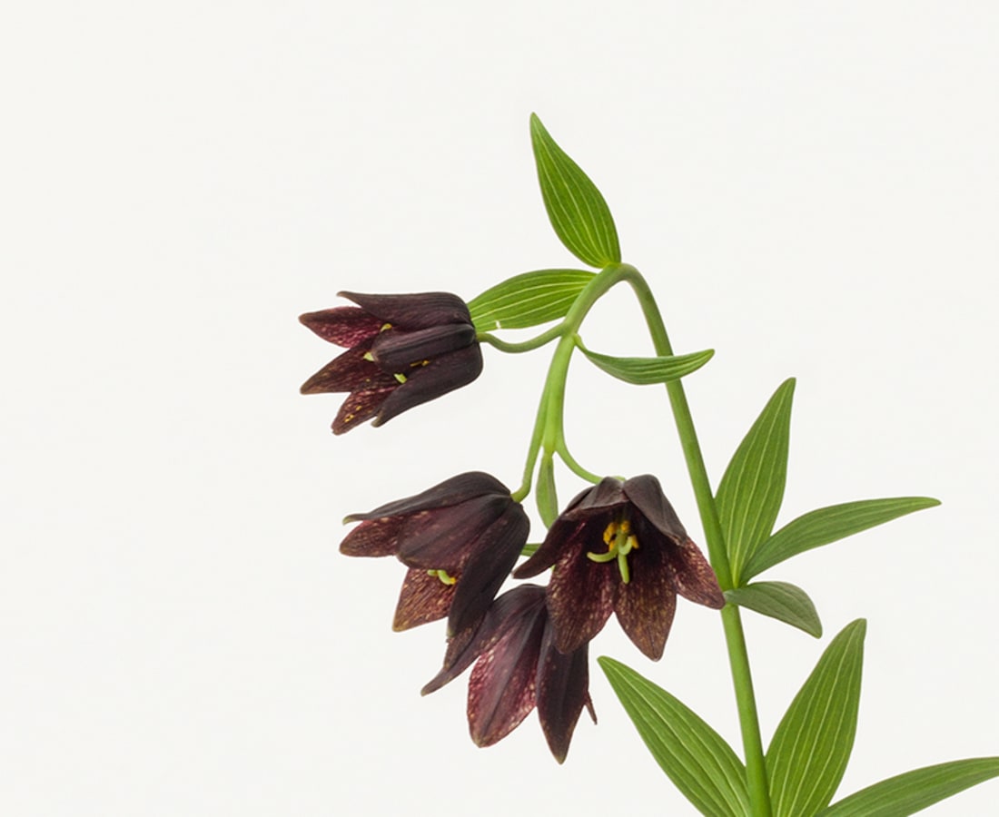 Takashi Tomo-oka, Black Lily 1, Kuroyuri, 2016