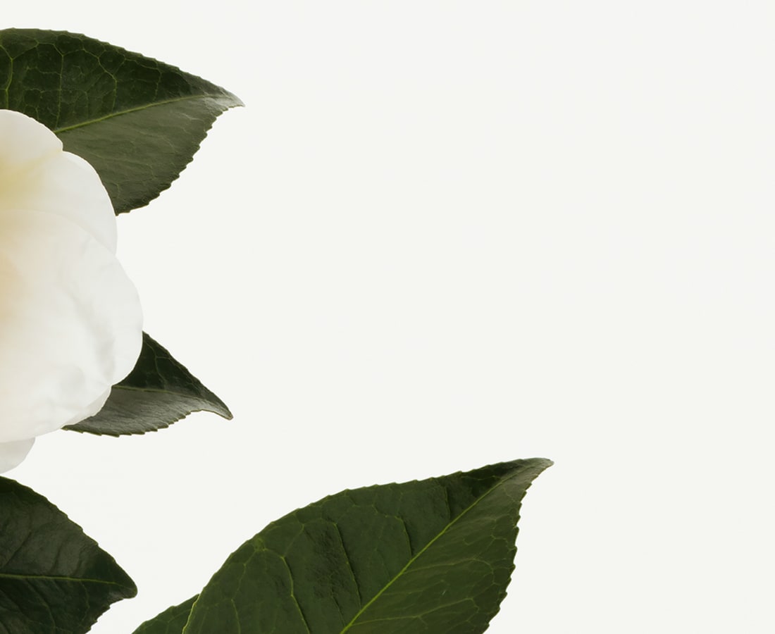 Takashi Tomo-oka, Camellia 6, Tsubaki, 2017