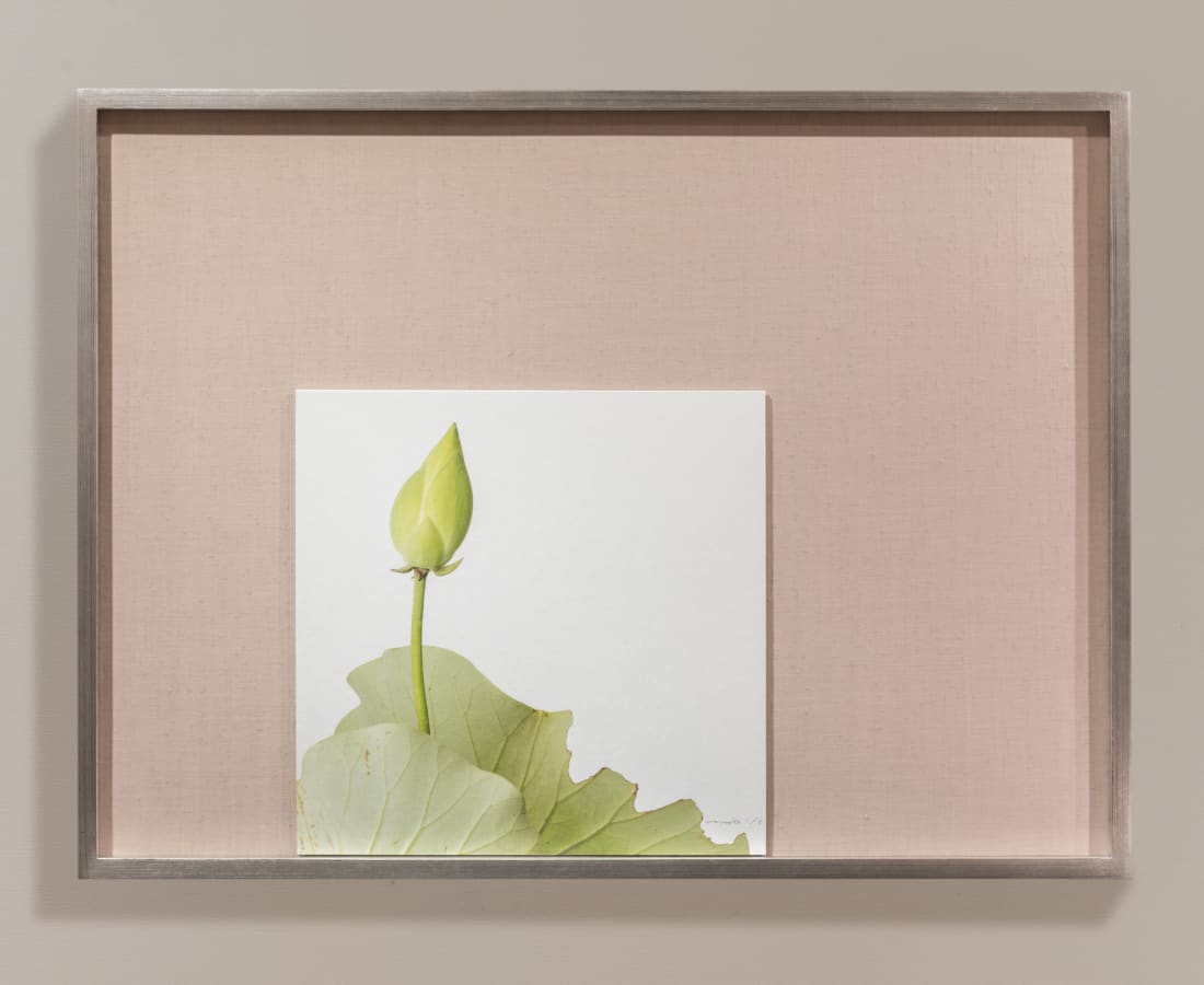 Takashi Tomo-oka, Moon Lotus 1, 2017