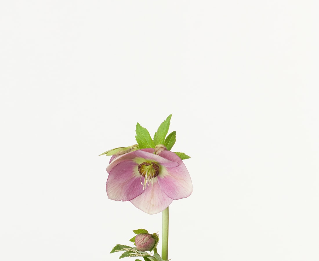 Takashi Tomo-oka, Christmas Rose 6, Christmas Rose, 2013