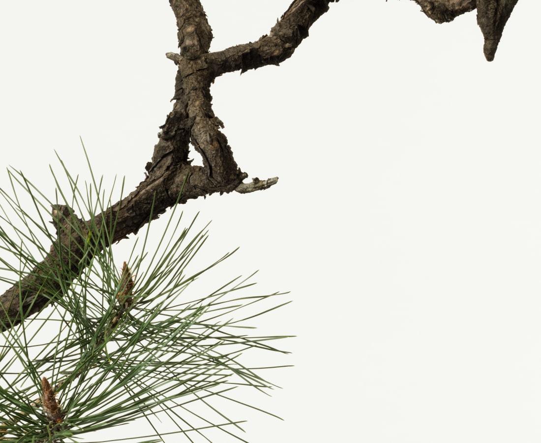 Takashi Tomo-oka, Pine 5, Matsu, 2015