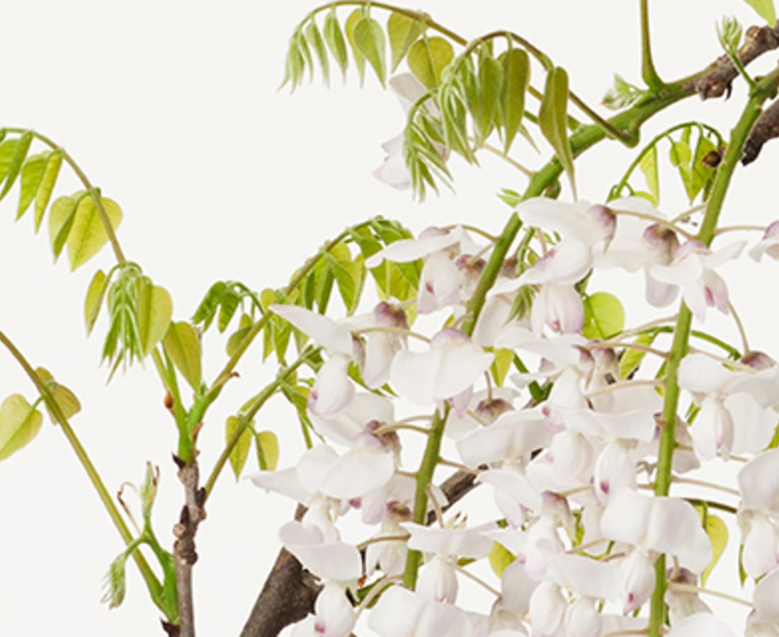 Takashi Tomo-oka, Calameae 6, Fuji, 2014