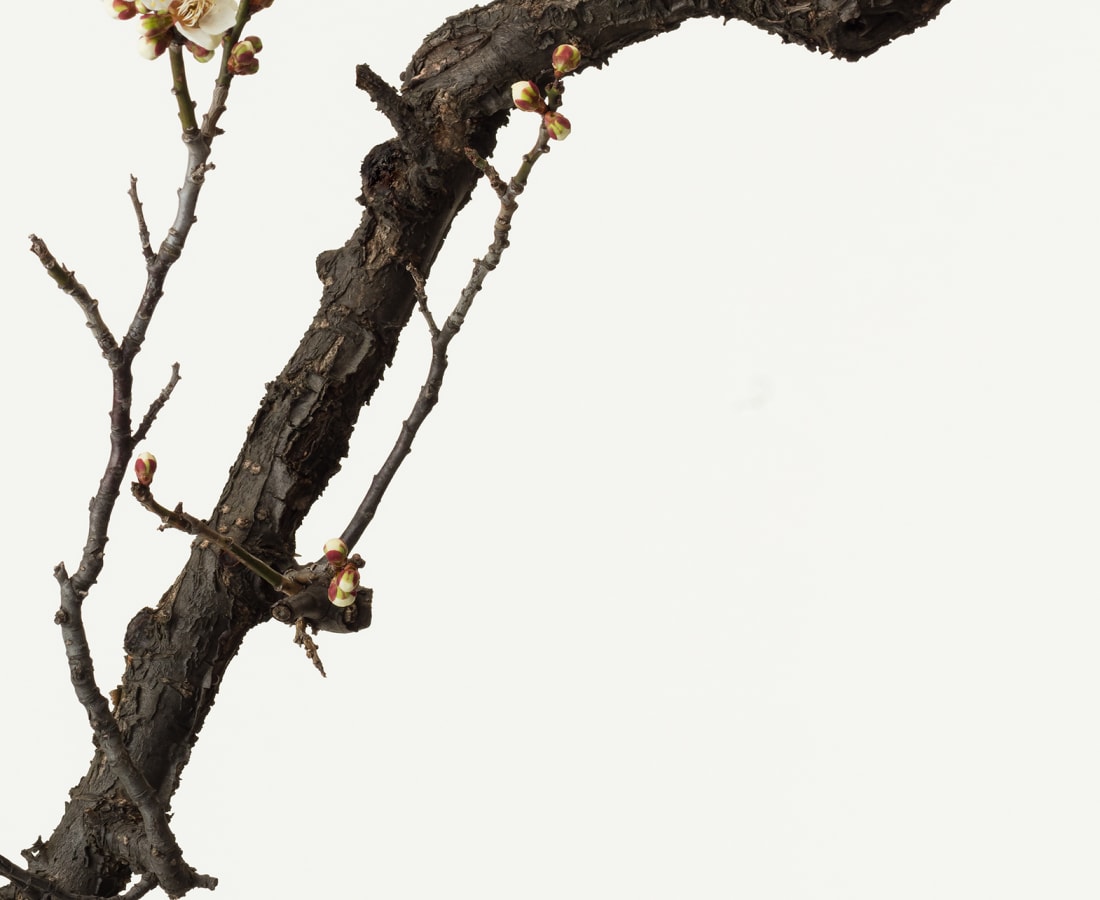 Takashi Tomo-oka, White Plum Blossom 7, Shiraume, 2019