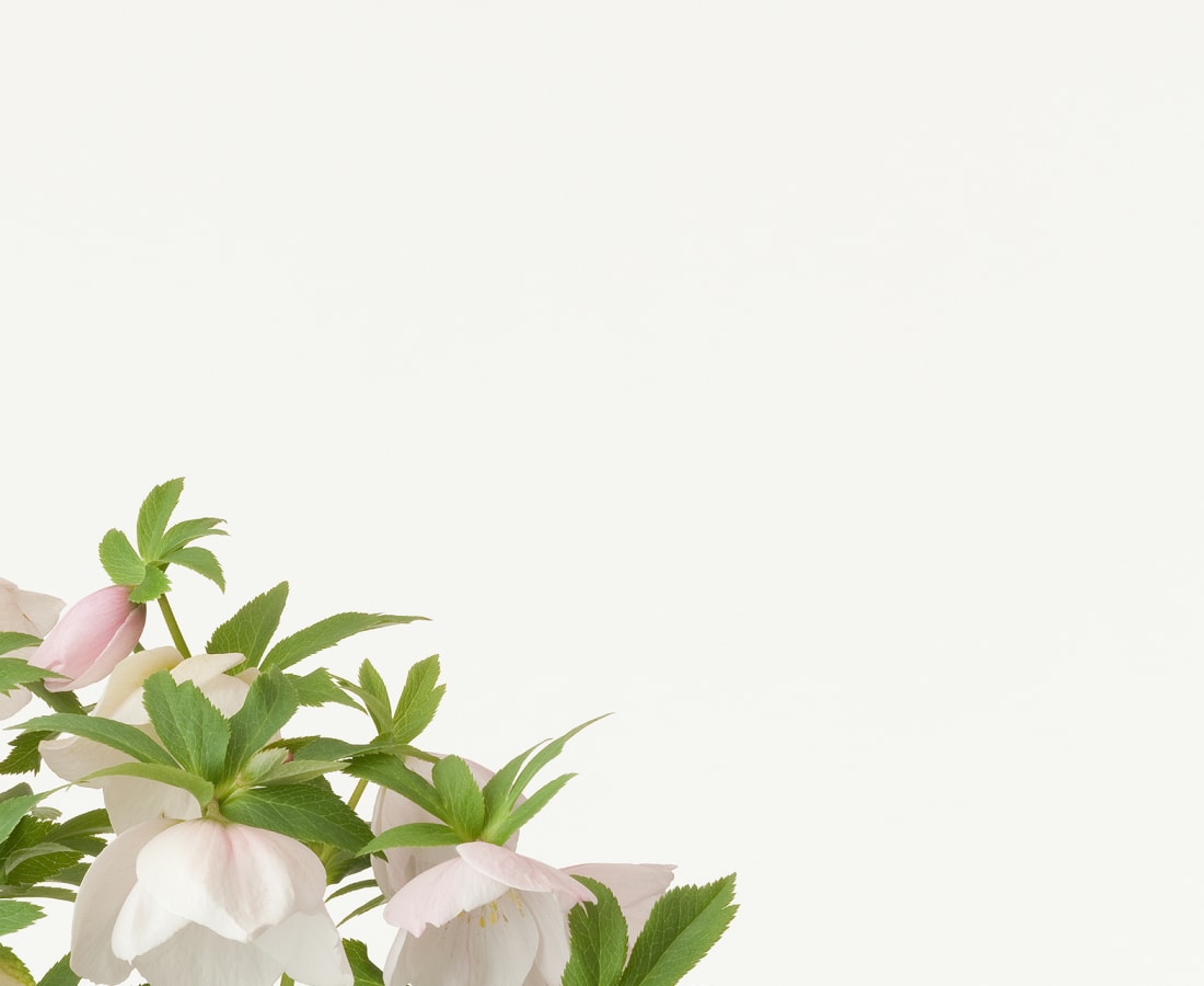 Takashi Tomo-oka, Christmas Rose 5, Christmas Rose, 2013