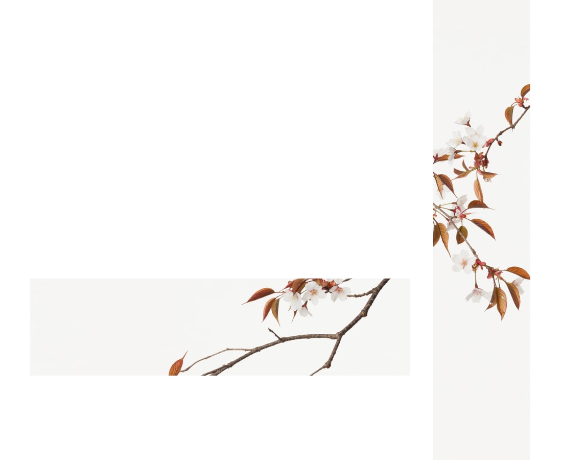 Takashi Tomo-oka, Mountain Cherry Blossom 1, Yamazakura, 2015