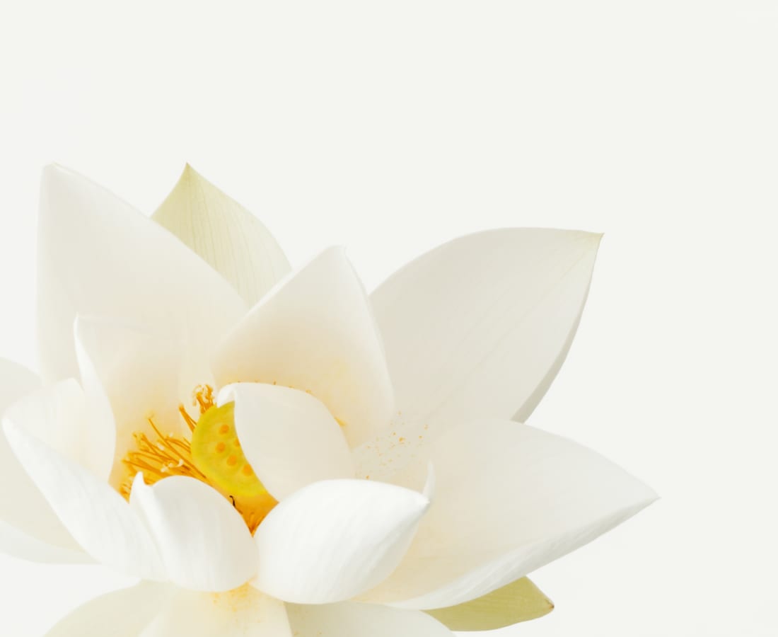 Takashi Tomo-oka, Kuwana White Lotus 3, Kuwana-Hakuren, 2017