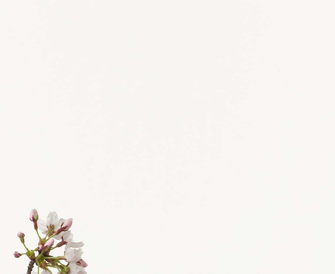 Takashi Tomo-oka, Cherry Blossom 1, Sakura, 2012