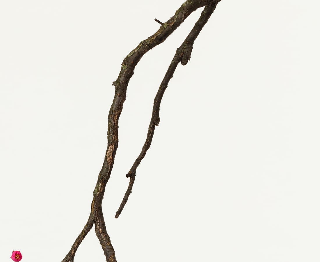 Takashi Tomo-oka, Plum Blossom 3, Kobai, 2016