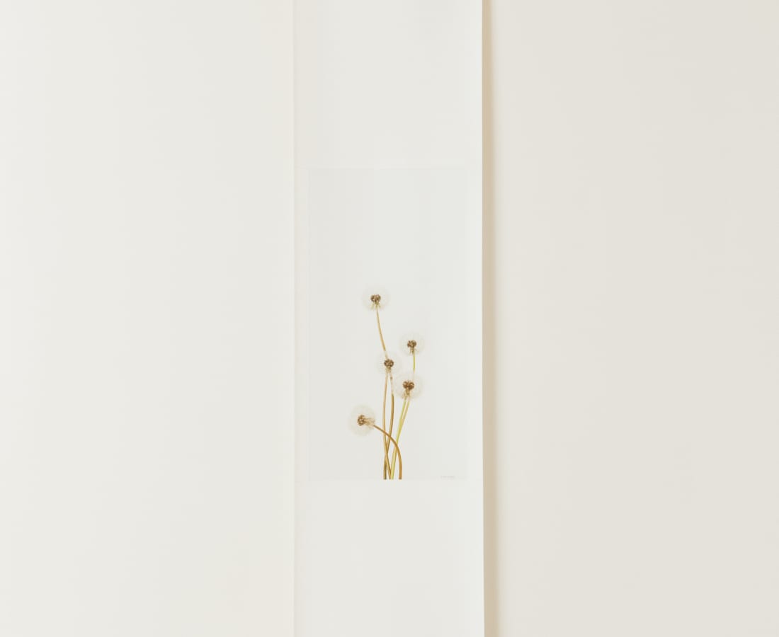 Takashi Tomo-oka, Dandelion 2