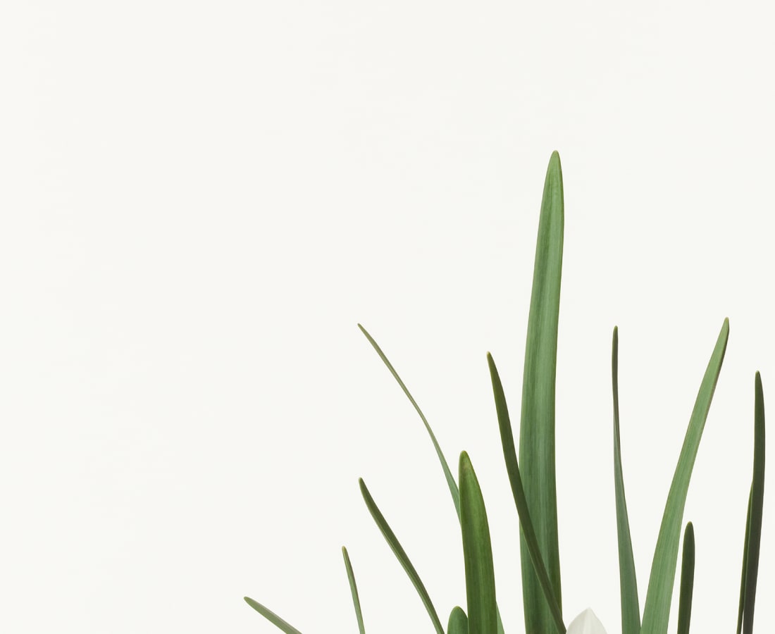 Takashi Tomo-oka, Daffodil, Suisen, 2013