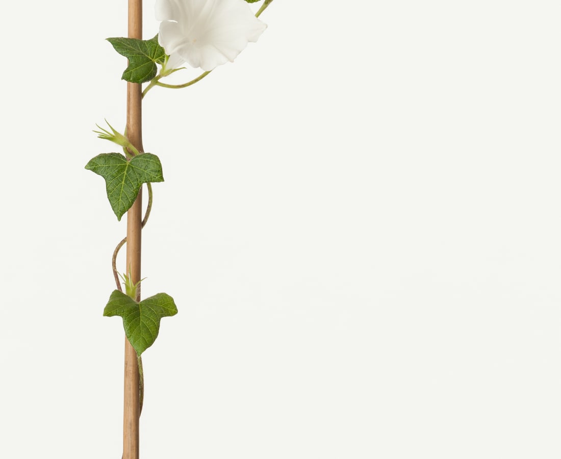 Takashi Tomo-oka, Morning Glory 4, Asagao, 2016
