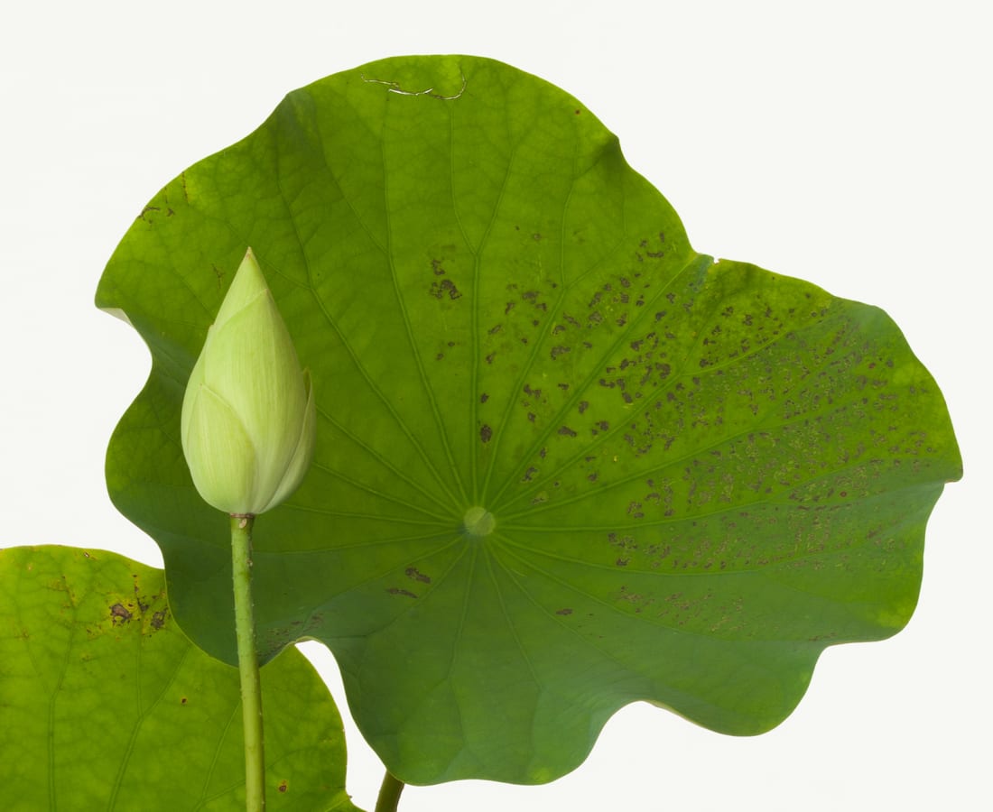 Takashi Tomo-oka, Tathata Lotus 2, Shinnyoren, 2013