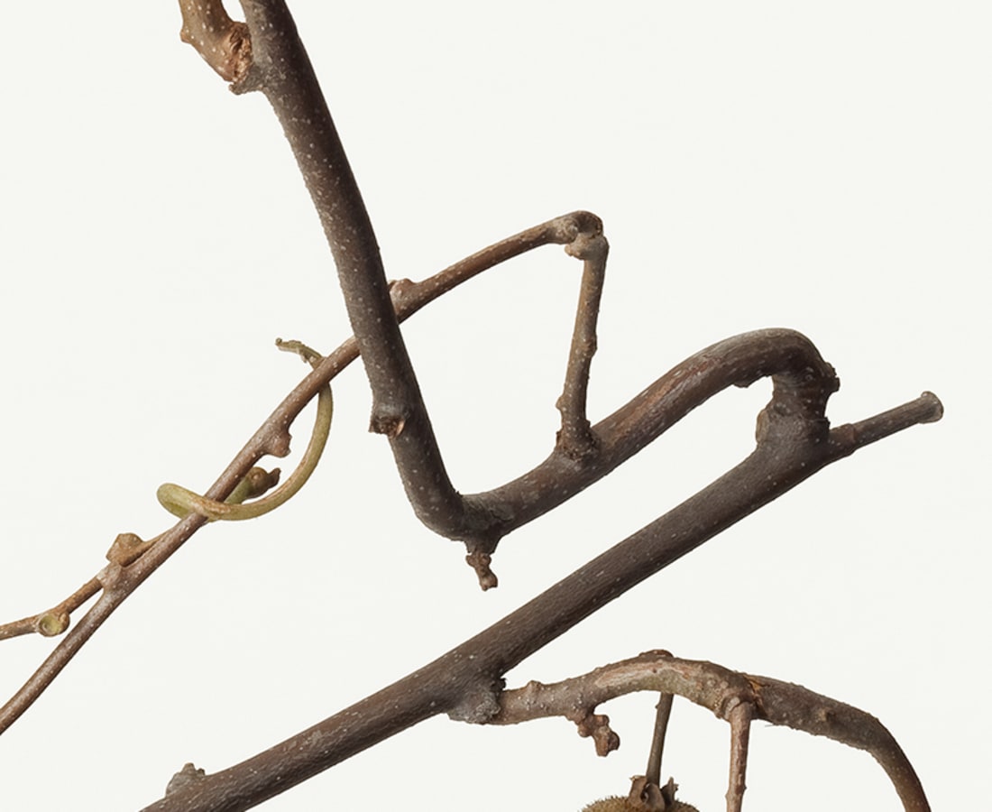 Takashi Tomo-oka, Actinidia Chinensis, Onimatatabi, 2013