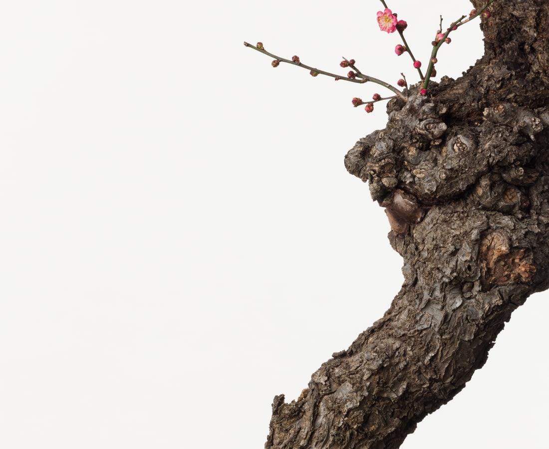 Takashi Tomo-oka, Plum Blossom 2, Kobai, 2015
