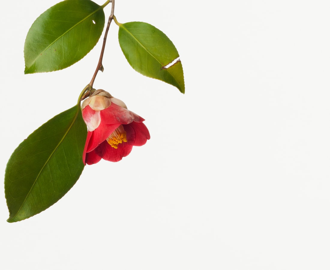 Takashi Tomo-oka, Camellia 3, Tsubaki, 2014