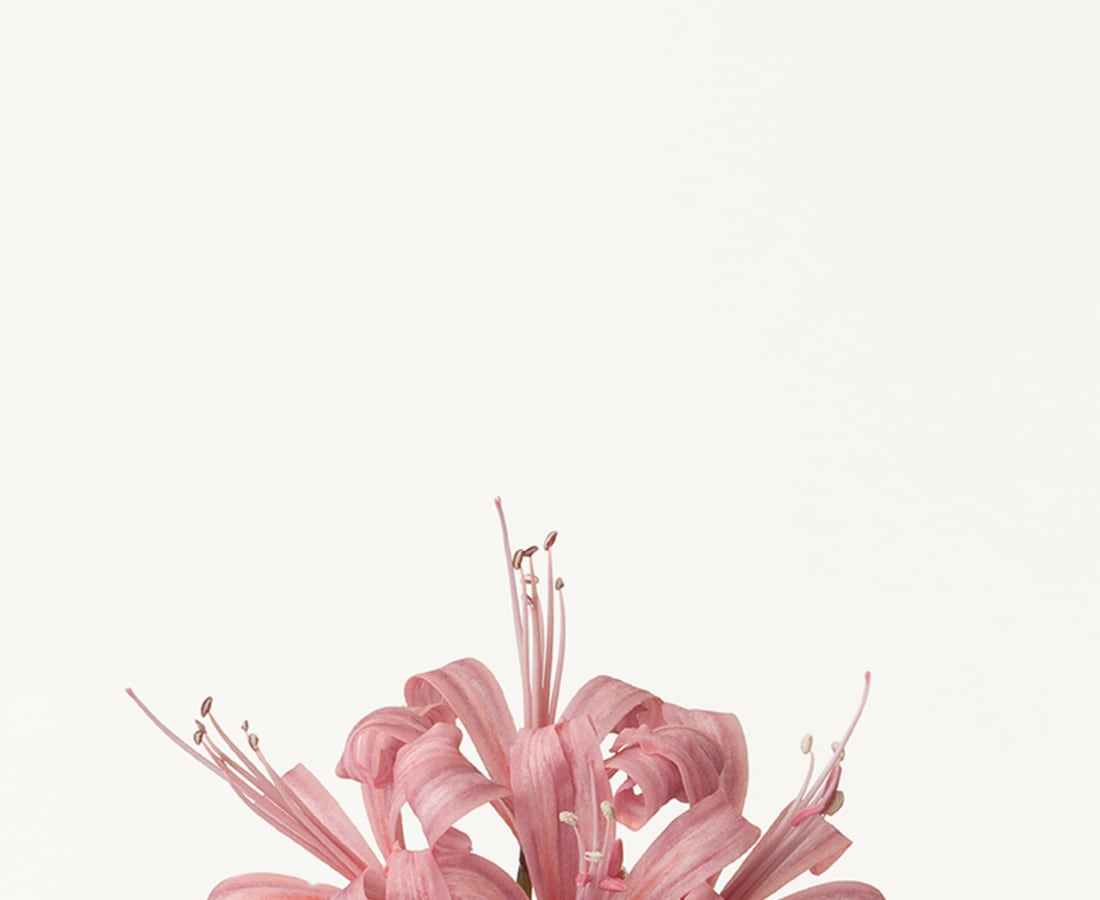 Takashi Tomo-oka, Diamond Lily 1, Diamond Lily, 2012