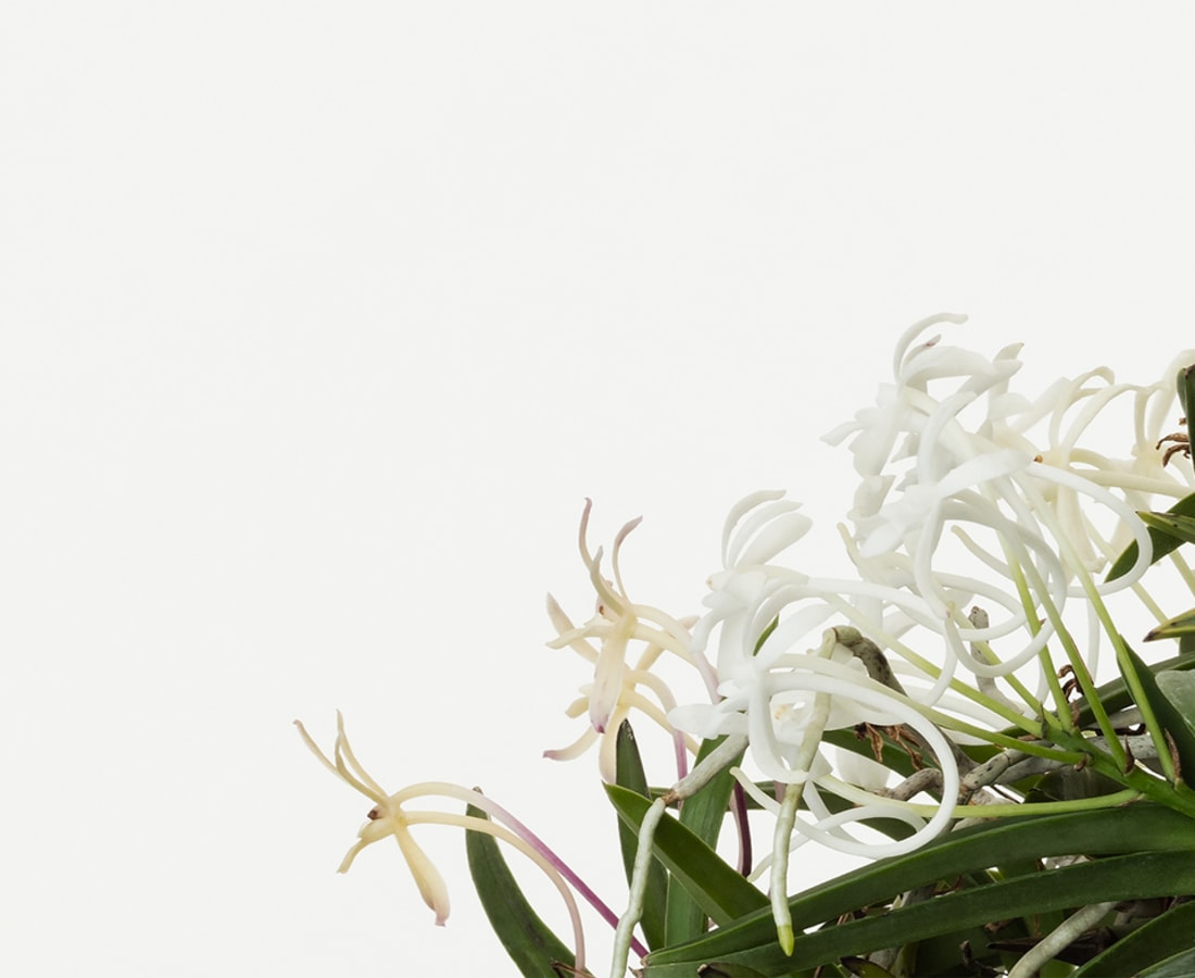 Takashi Tomo-oka, Vanda falcata 1, Furan, 2019