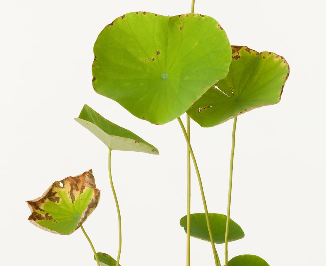 Takashi Tomo-oka, Lotus 1, Hasu, 2011