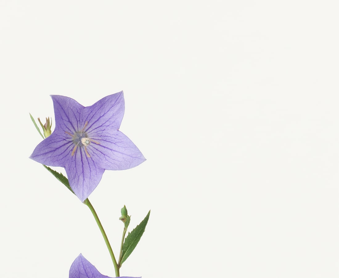 Takashi Tomo-oka, Platycodon Grandiflorus 2, Kikyo, 2013