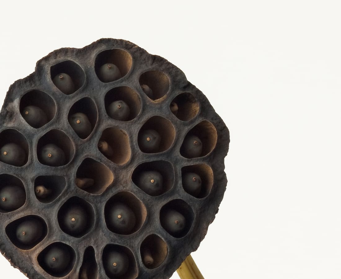 Takashi Tomo-oka, Lotus 3 , 2011