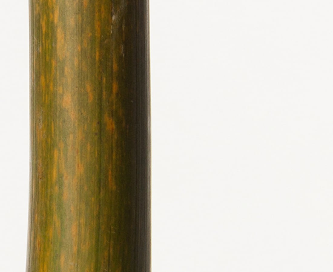 Takashi Tomo-oka, Bamboo 2, Take, 2016