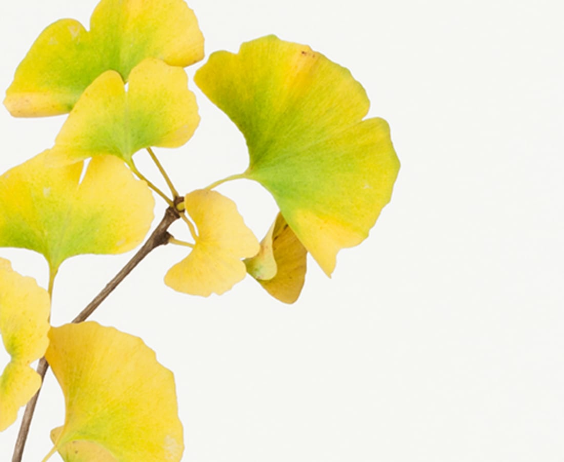 Takashi Tomo-oka, Ginkgo 2, Ginnan, 2014