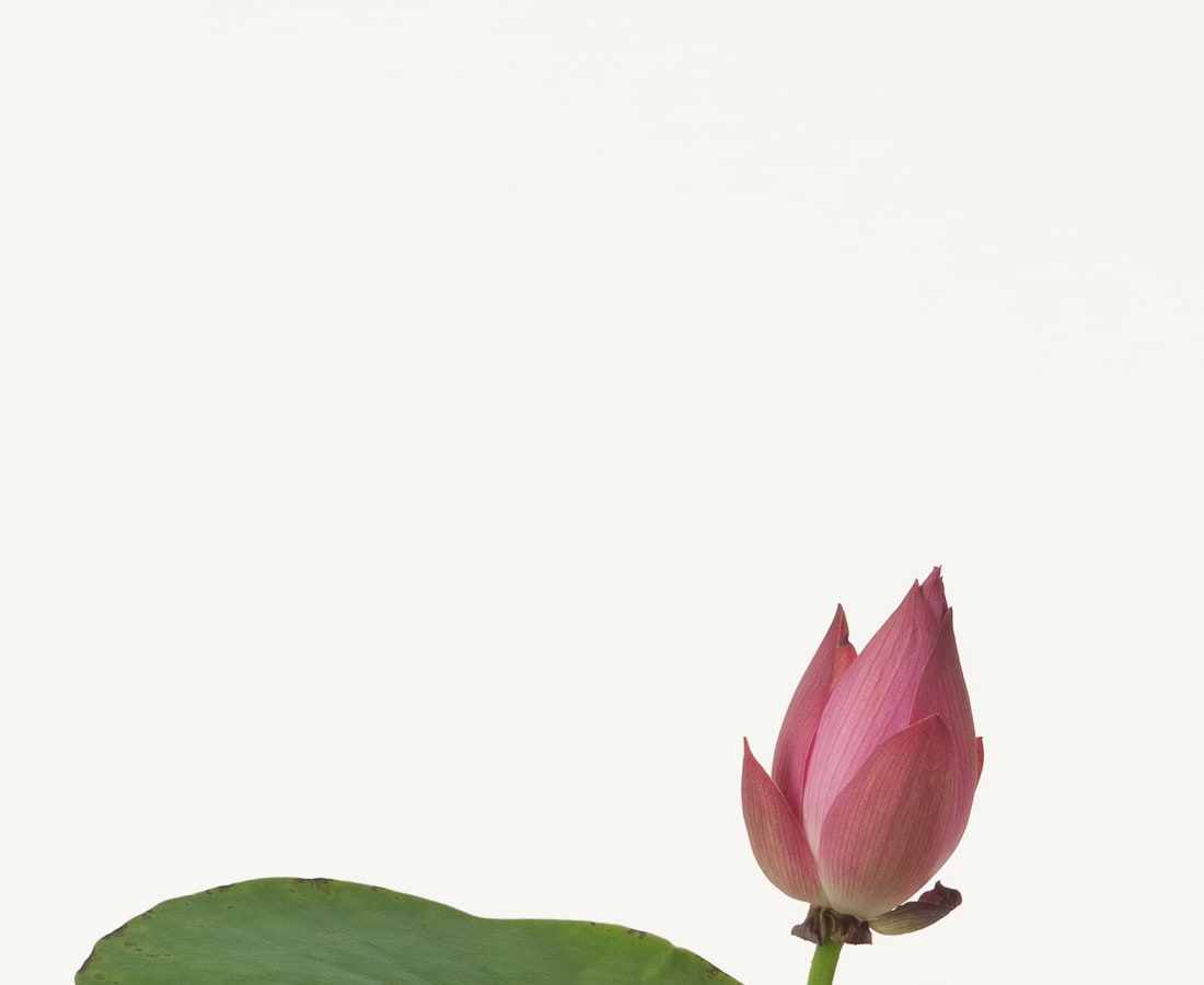 Takashi Tomo-oka, Lotus 2, Hasu, 2012