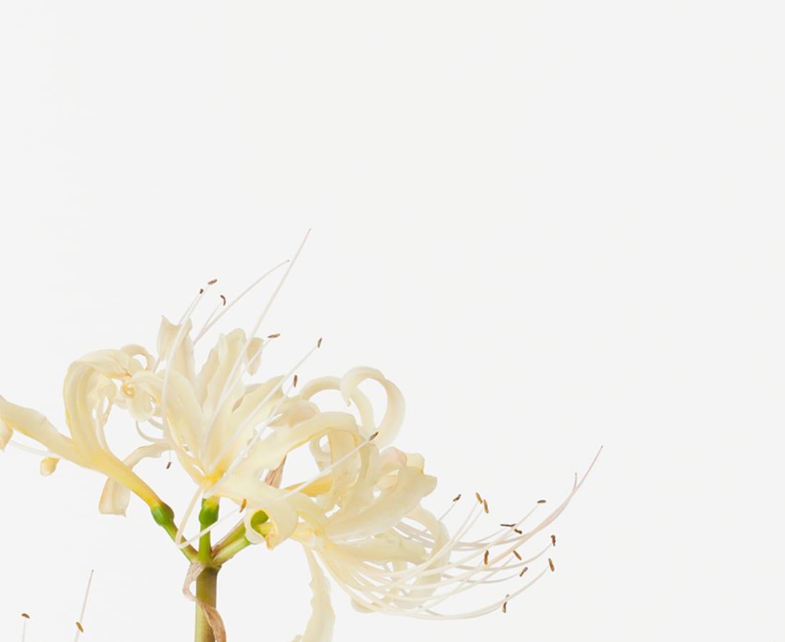 Takashi Tomo-oka, Red Spider Lily 2, Higanbana, 2015