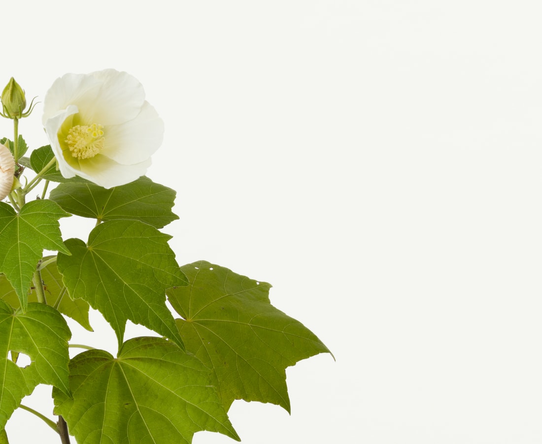 Takashi Tomo-oka, Hibiscus 1, Fuyo, 2019