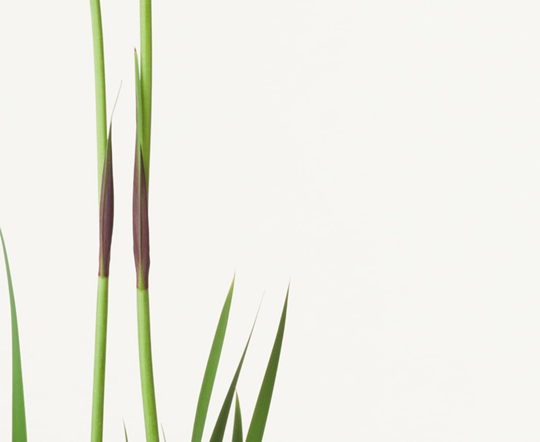 Takashi Tomo-oka, Ayame 2, Ayame, 2016