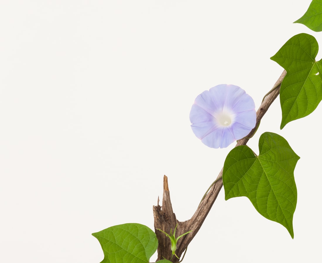 Takashi Tomo-oka, Morning Glory 6, Asagao, 2016