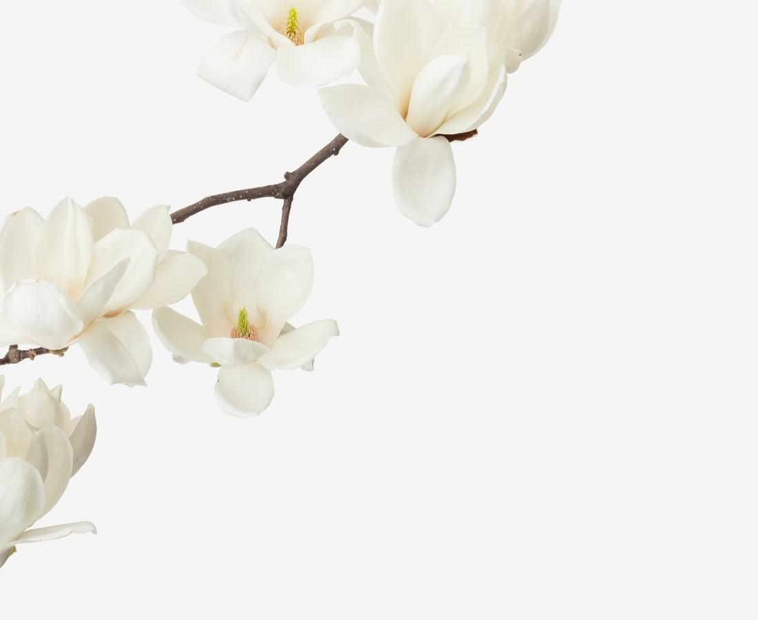 Takashi Tomo-oka, Hakumokuren 5, Shiromokuren, 2019