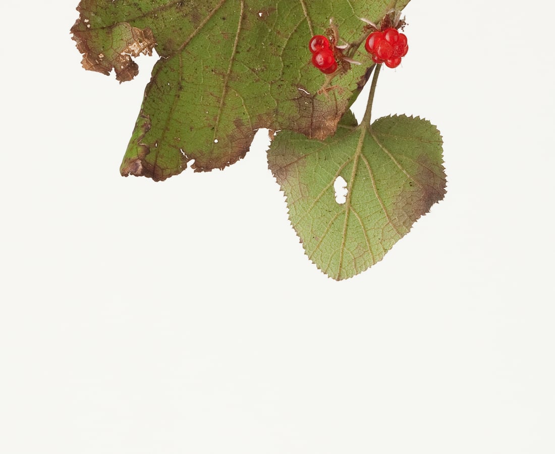 Takashi Tomo-oka, Rubus Buergeri 1, Fuyuichigo, 2012