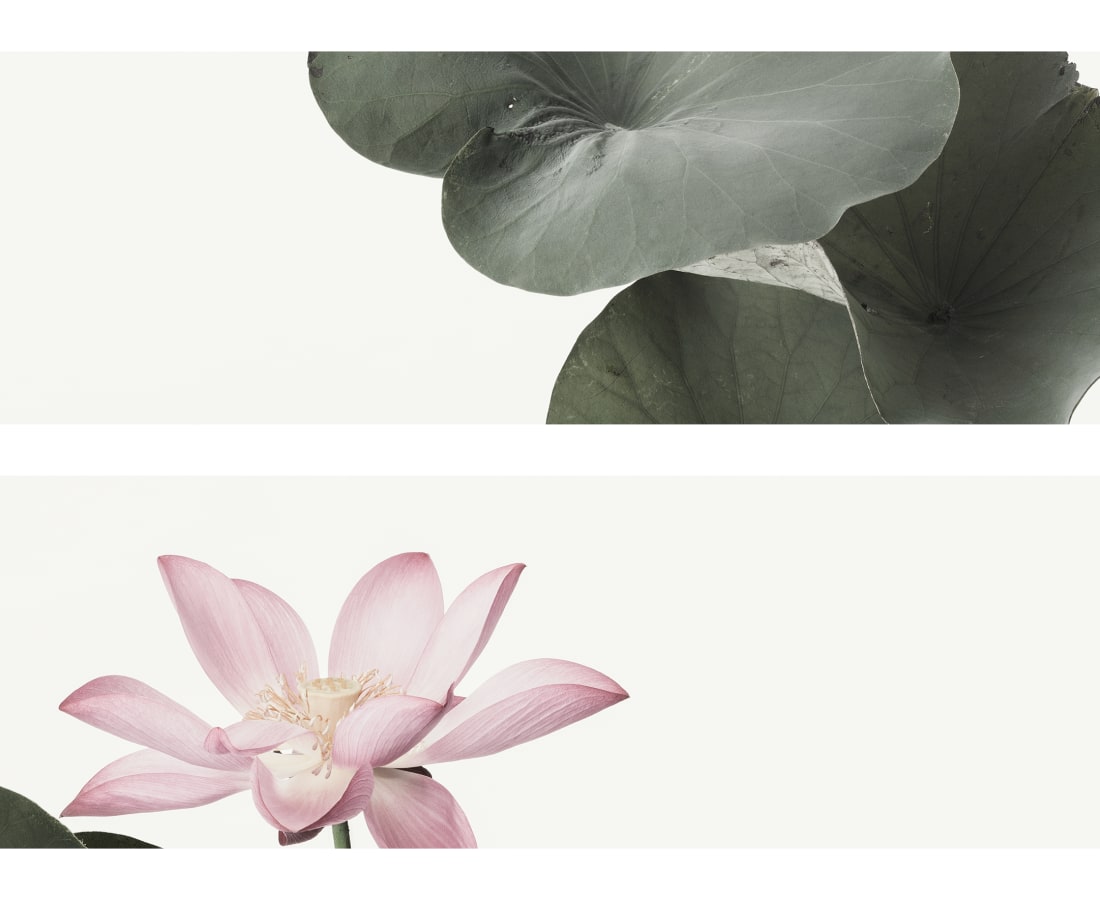 Takashi Tomo-oka, Seiryokoren 1, Seiryo-koren, 2015