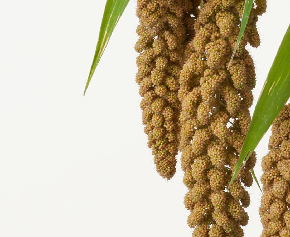 Takashi Tomo-oka, Foxtail Millet 1, Kuri, 2019