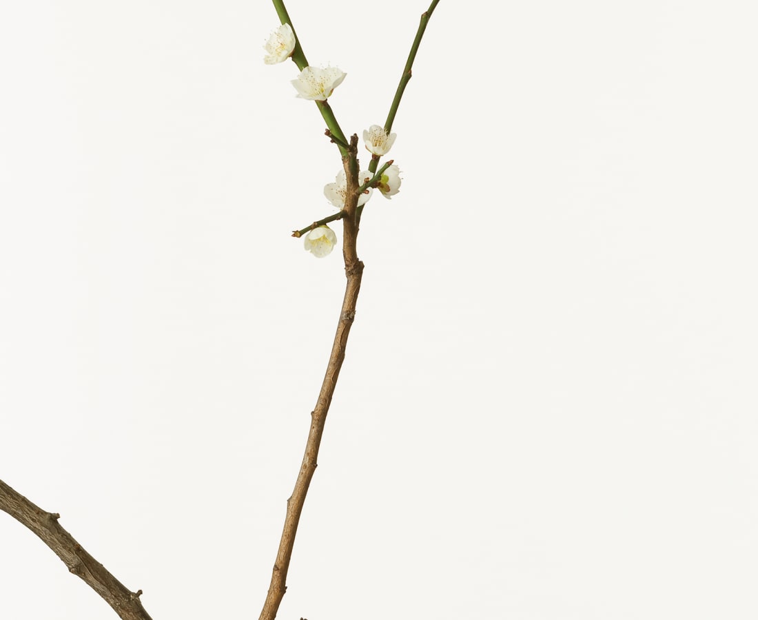 Takashi Tomo-oka, White Japanese Apricot Blossom , 2010