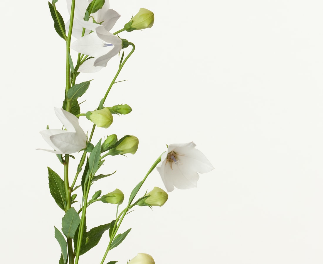 Takashi Tomo-oka, Platycodon Grandiflorus 1, Kikyo, 2012