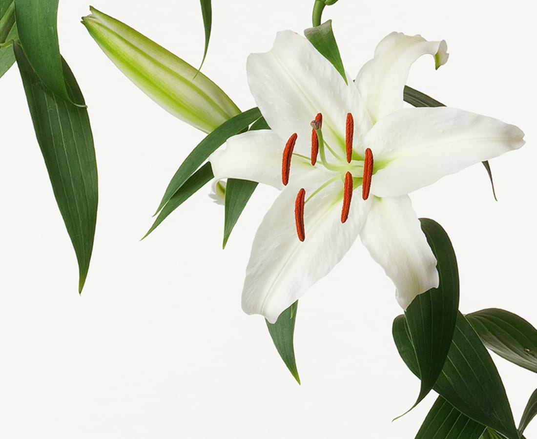 Takashi Tomo-oka, Lily 1, Yuri, 2012