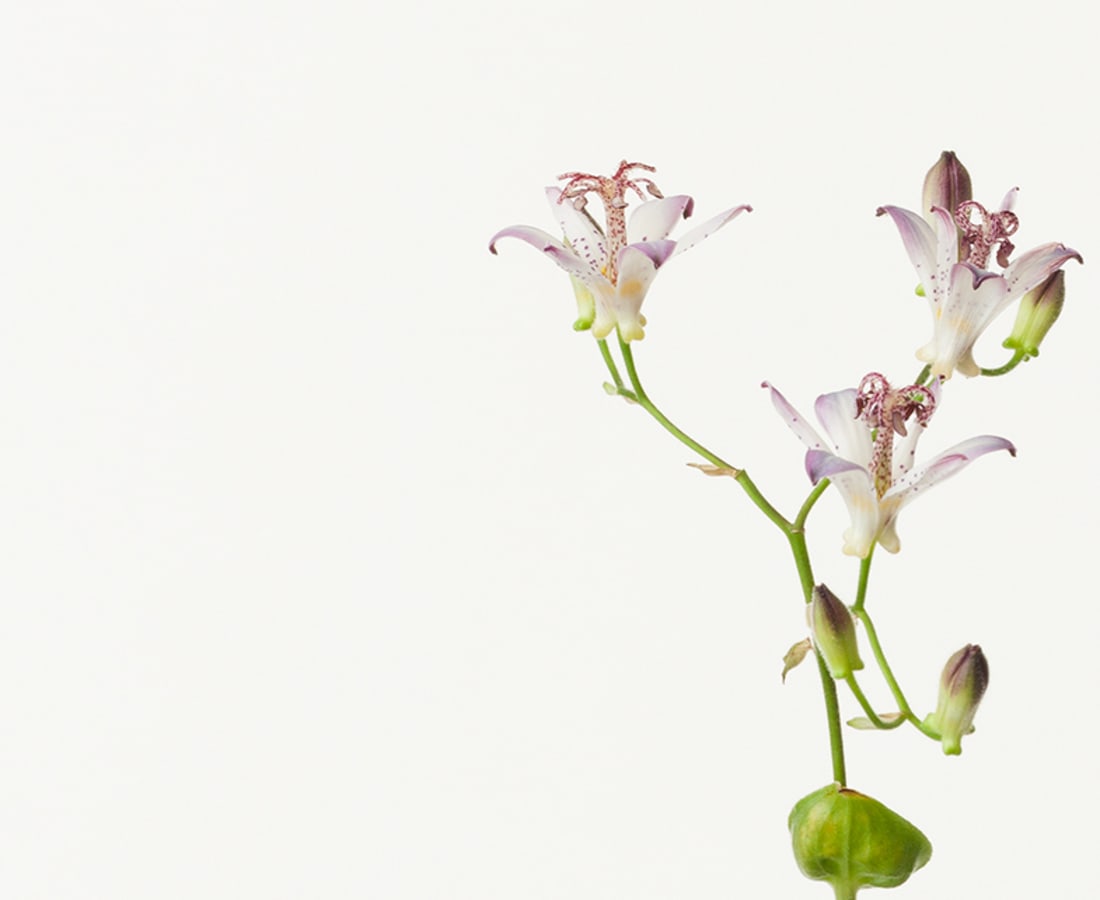 Takashi Tomo-oka, Japanese Toad Lily 3, Hototogisu, 2016