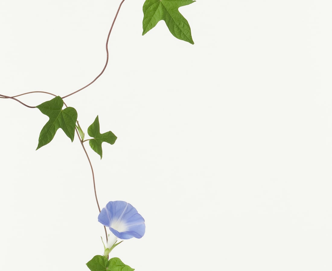 Takashi Tomo-oka, Morning Glory, 2010