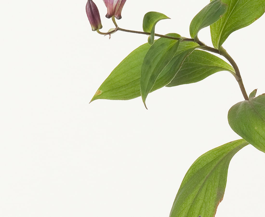 Takashi Tomo-oka, Japanese Toad Lily 1, Hototogisu, 2013