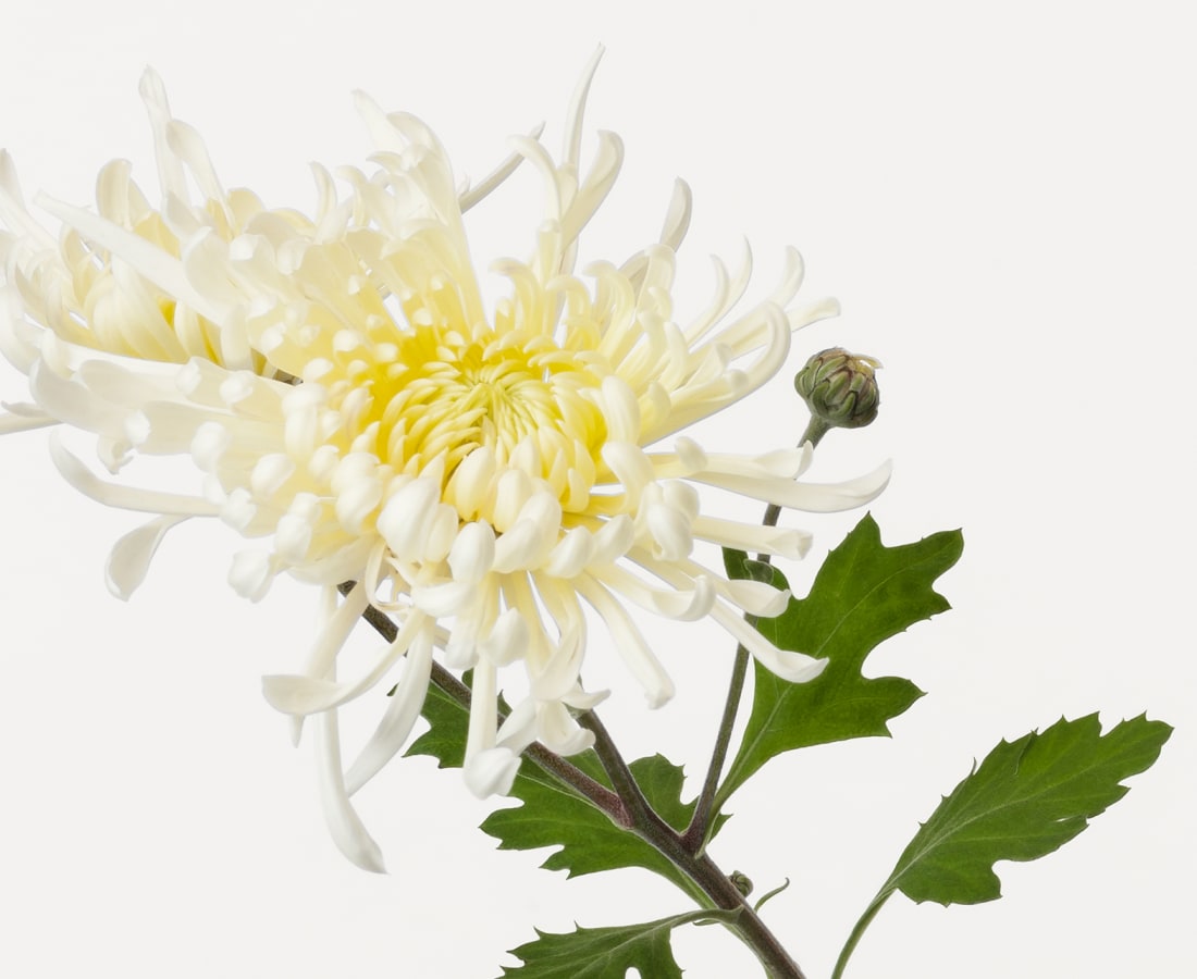 Takashi Tomo-oka, Chrysanthemum 6, Kiku, 2019