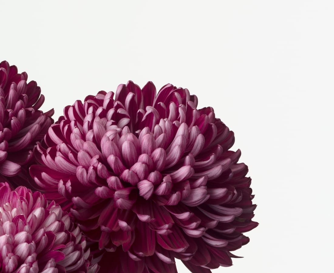 Takashi Tomo-oka, Chrysanthemum 5, Kiku, 2017