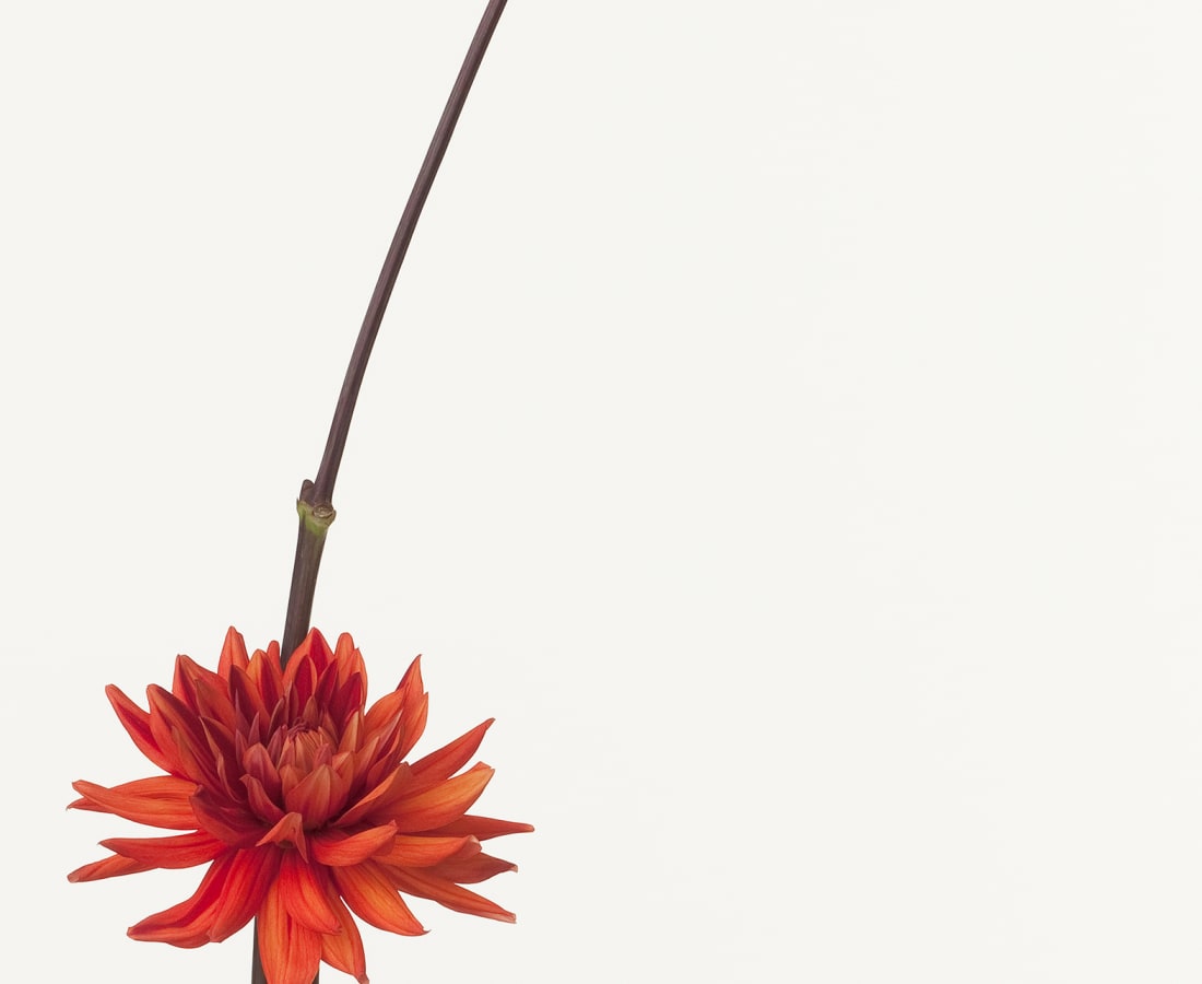 Takashi Tomo-oka, Dahlia, 2010