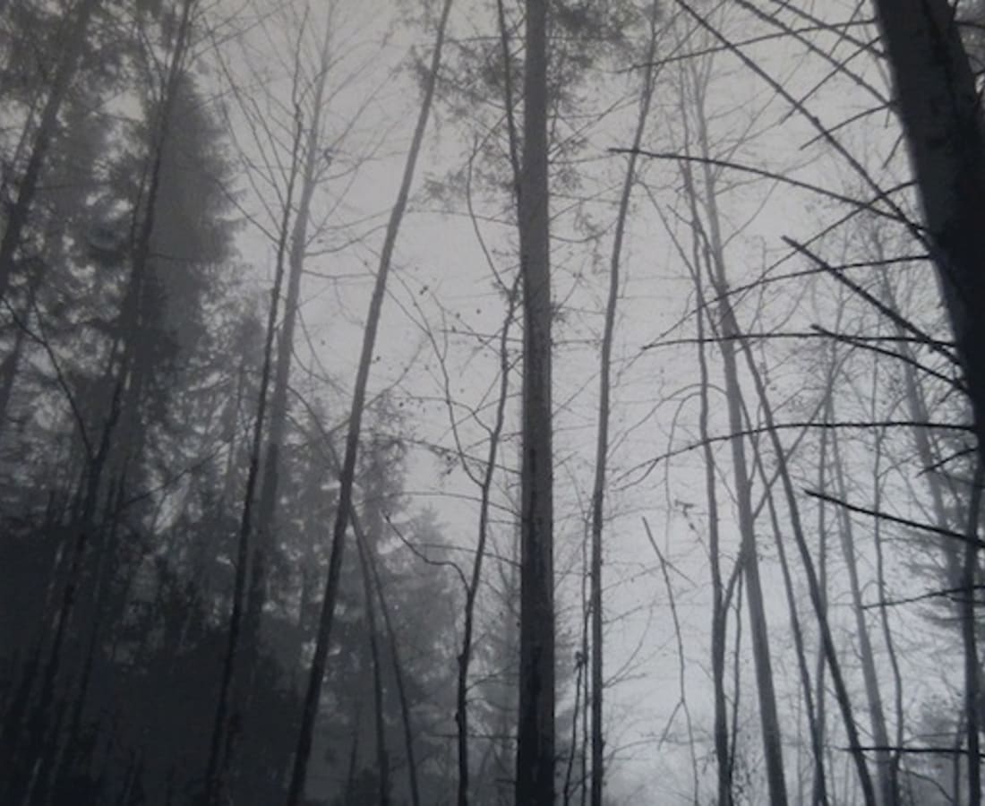 SONJA WEBER, Woodland 1745, 2018