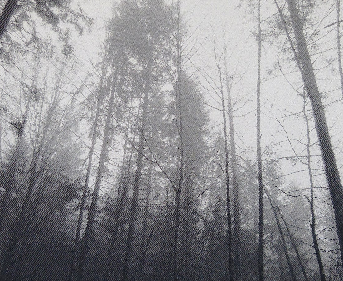 SONJA WEBER, Woodland 1744, 2018