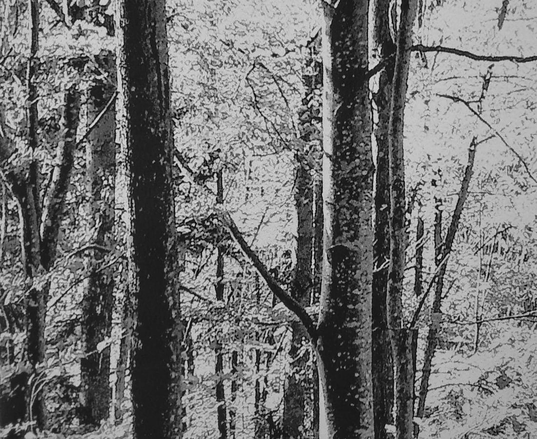 SONJA WEBER, Woodland 1771, 2019