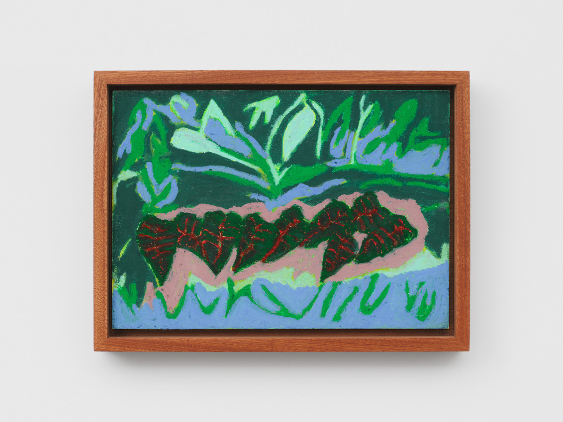 Caladium, 2023